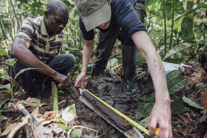 Congo peatlands study