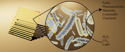 Cyborg Bacteria Outperform Plants When Turning Sunlight into Useful Compounds