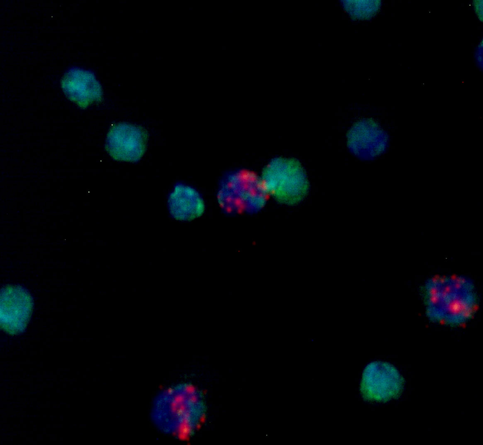 This magnified image shows a mixed population of mosquito immune cells denoted by the expression of distinct cellular markers displayed by green and red colors.