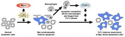 Cascade which Activates Cell Protection Programs