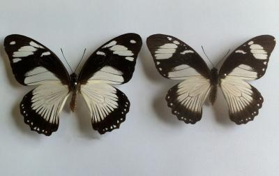 Female Mocker (Left) And Monarch Model