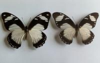 Female Mocker (Left) And Monarch Model