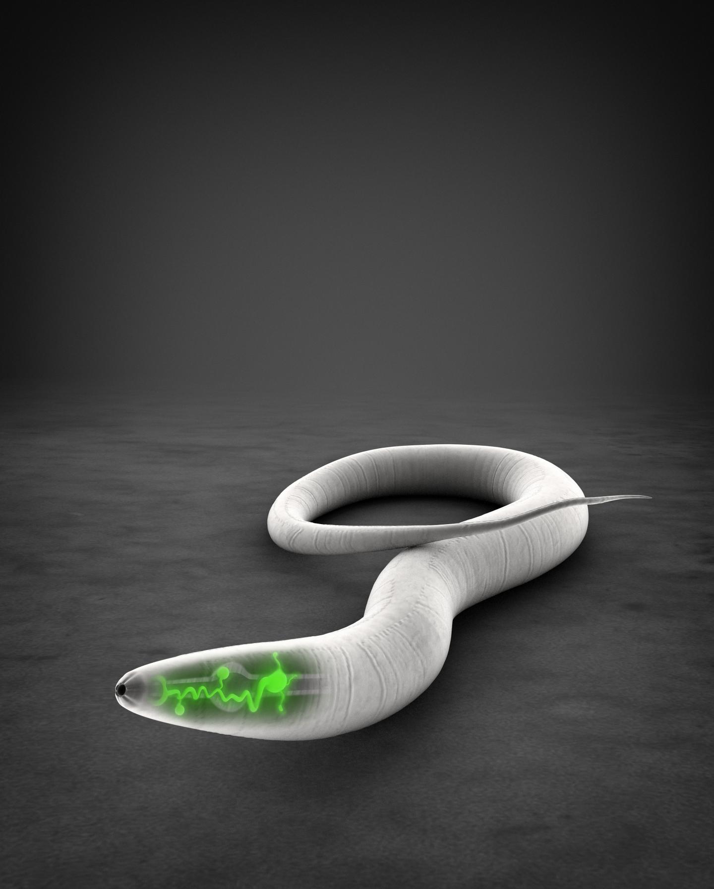 Aballay Worm