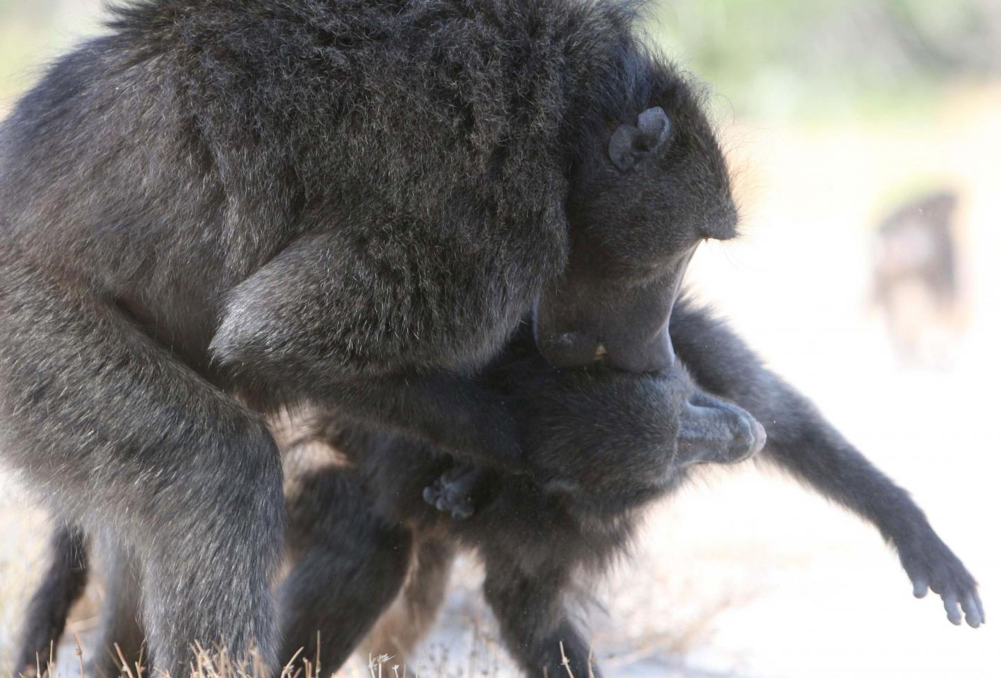 Male Baboon Attacking a Female