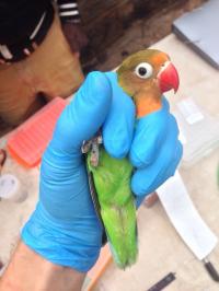 Passerine Bird Sampling