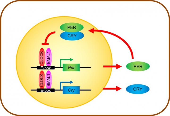 Core Transcriptional-Translational Feedback Loop of Clock Genes and Proteins
