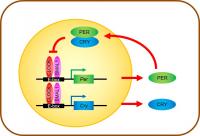 Core Transcriptional-Translational Feedback Loop of Clock Genes and Proteins