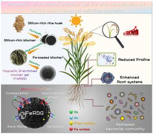 Magnetic silicon-enriched biochar for effectively mitigating As and Sb in soil-rice continuum: from integrated geochemical, microbial, and phytophysiological insights