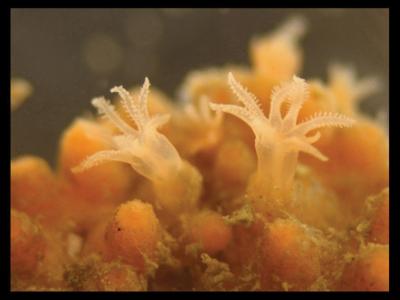 <i>Cryptophyton jedsmithi</i>