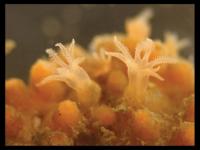 <i>Cryptophyton jedsmithi</i>