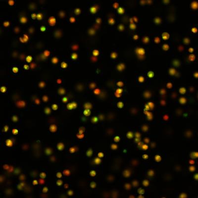 Chemical Signaling Simulates Exercise in Cartilage Cells