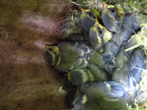 Inside a nesting box at Wytham Woods