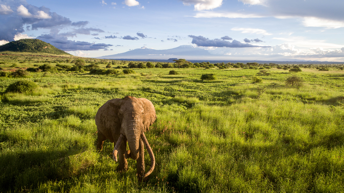 elephant