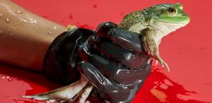 Deadly to amphibians, a fungal strain emerged in Brazil and spread around the world