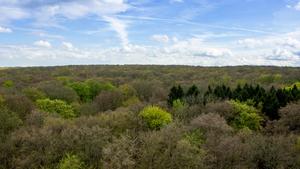 Hain forest