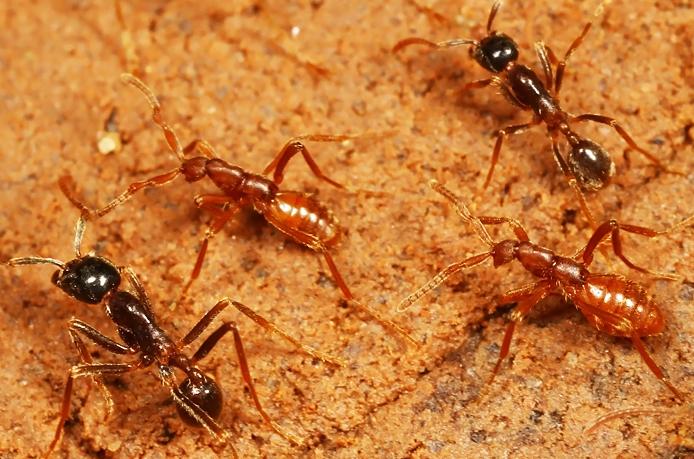 <i>Pseudomimeciton</i> Rove Beetles