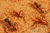 <i>Pseudomimeciton</i> Rove Beetles