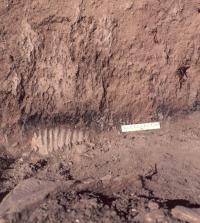 Mammoth Tooth