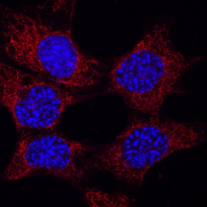 Microscopy mouse neurons