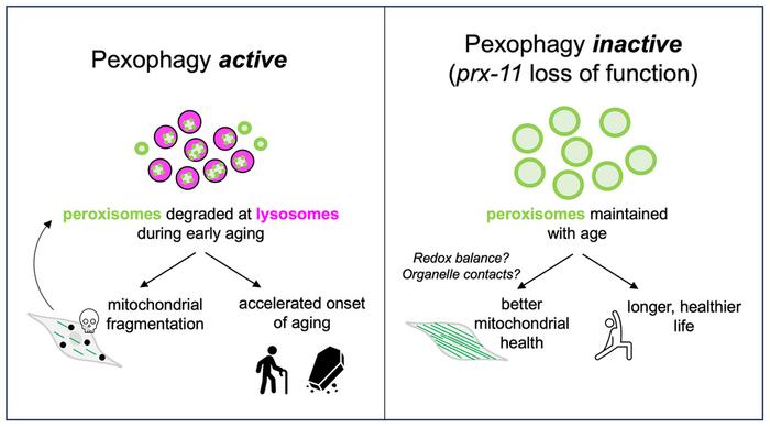 Inhibition of peroxisomal protein PRX-11 promotes longevity in Caenorhabditis elegans via enhancements to mitochondria