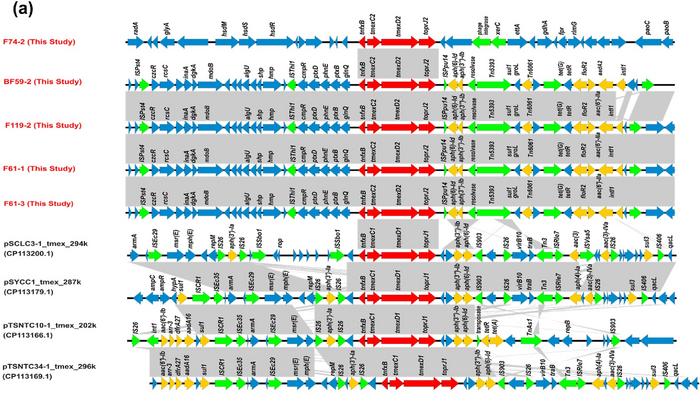 Chromosomal regions flanking the tmexCD-toprJ resistance cluster in geese-derived S. nitrititolerans and reference genomes.