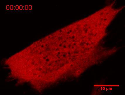 Protein Droplets in a Cell