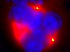 Tripolar Cell Division