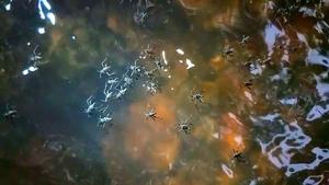 Rhagovelia in action and slow motion