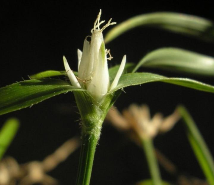 <i>R. pubera</i>