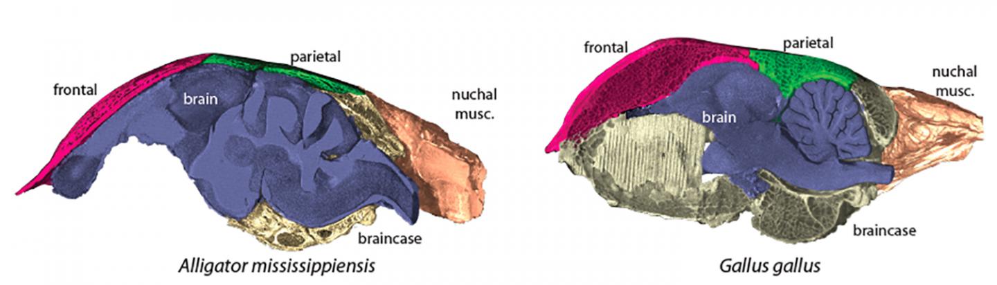 Chicken and Alligator Morphology