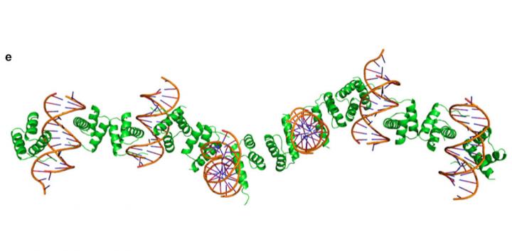Co-Crystal Structure of Protein-DNA Nanowires.