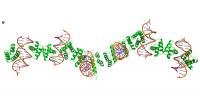 Co-Crystal Structure of Protein-DNA Nanowires.