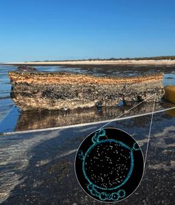 A composite image of the Asgard archaeon (inset) found within the microbial mats of Shark Bay, Western Australia