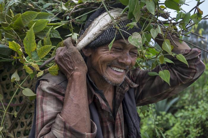 Farmer Dombar Shrestha, 70 years old, carries green feed for his buffaloes in Jethal, Sindhupalch (Photo: CIMMYT)