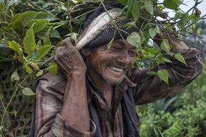 Farmer Dombar Shrestha, 70 years old, carries green feed for his buffaloes in Jethal, Sindhupalch (Photo: CIMMYT)
