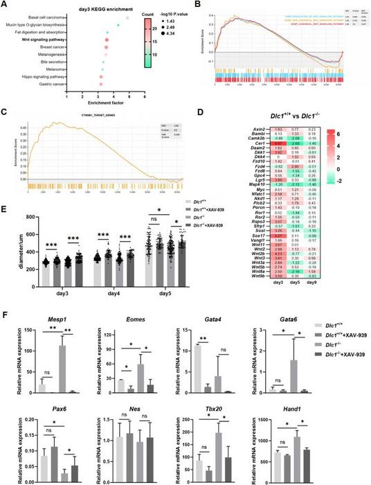 Dlc1 knockout affects cardiac progenitor differentiation via the Wnt signaling pathway.