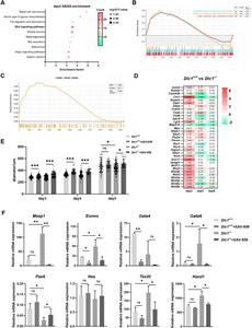 Dlc1 knockout affects cardiac progenitor differentiation via the Wnt signaling pathway.