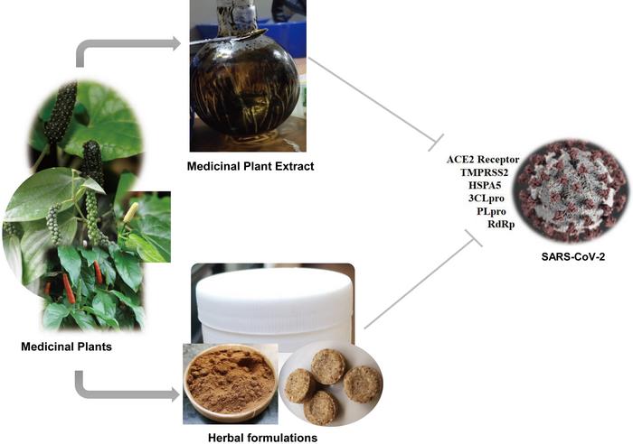 Schematic representation of medicinal plant interventions and their possible targets to prevent COVID-19
