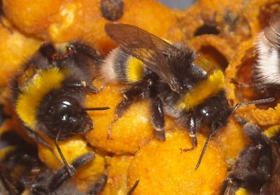 Bumblebee Workers