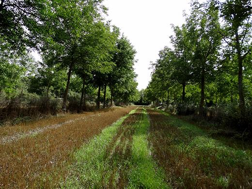 Alley Cropping with Woody Polyculture Species