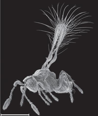 <i>Kikiki huna</i>