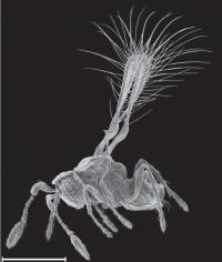 <i>Kikiki huna</i>