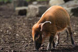 Red river hog