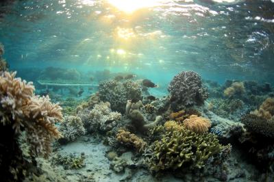 Healthy Coral in Fiji
