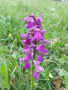 The green-winged orchid (Anacamptis morio, formerly Orchis morio)