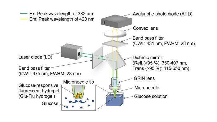 Schematic diagram of the optical system for D-glucose sensing