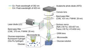 Schematic diagram of the optical system for D-glucose sensing
