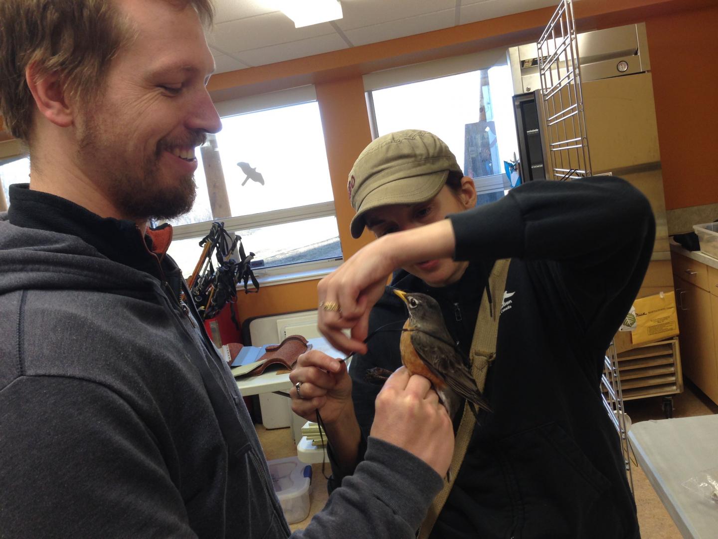 Putting a Backpack on a Robin