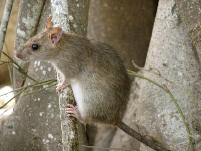 Black Rat (<i>Rattus rattus</i>)