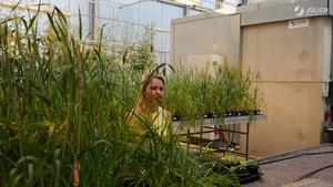 DE Navigation überspringen Erstellen Avatarbild How Plants Glow: Preparing for ESA’s FLEX Satellite Mission